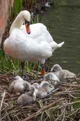 Mute swan (Cygnus olor) with cygnets on the nest