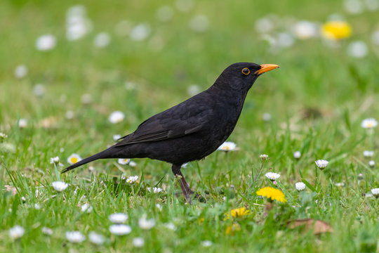 Common blackbird (Turdus merula) foraging in grass