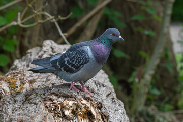 Feral pigeons (Columba livia domestica) on a log