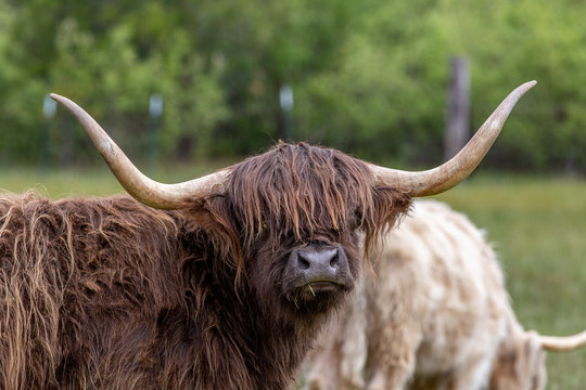 highland cow