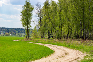 Beautiful green edge of a birch grove and a rural dirt road