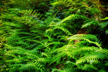 シダ植物が生えた森の斜面