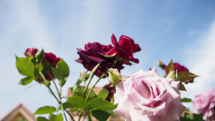 公園で綺麗に咲いていた様々なバラ