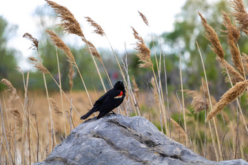 A red-winged blackbird sitting on a rock. 