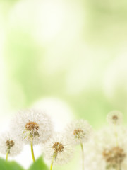 Dandelions and branchs on defocused background (the depth of field is ultra shallow)