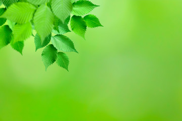 Branch with green leafs on defocused background (the depth of field is ultra shallow).