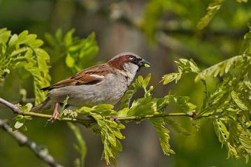 Spatz 