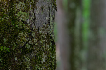Moss Covered Tree in The Forest up Close