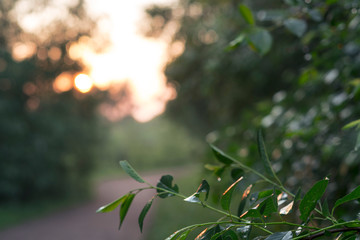summer forest with mystic fog