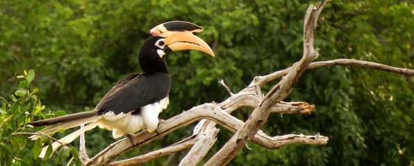 A beautiful malabar pied hornbill bird on a tree