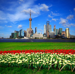 White tulips with Shanghai skyline of city landscape architecture