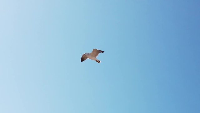 Slow motion video of seagulls flying against the sky. Natural background.