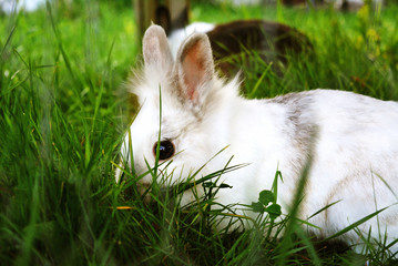 Angora bunny eating grass