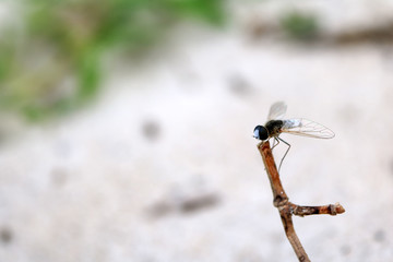 Beautiful blue and white fly perched on a branch