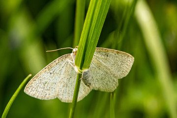 Nature 