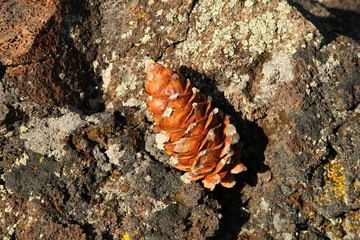 Limber Pine (Pinus flexilis) cone on a rock in Craters Of The Moon National Monument And Preserve, Idaho