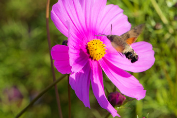 Hummingbirds and hawk moths fly and hunt on flowers in summer