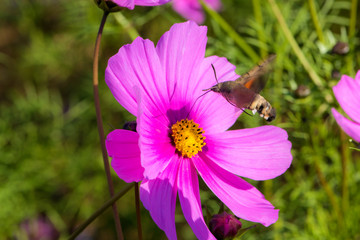 Hummingbirds and hawk moths fly and hunt on flowers in summer