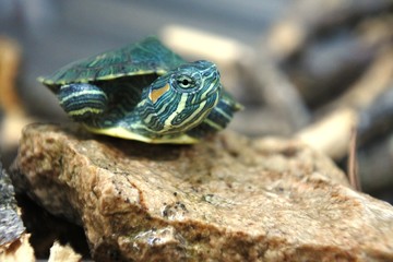 brazilian turtle is crawling