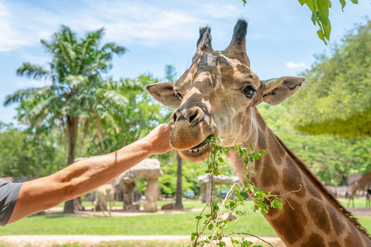 Man feeding a giraffe at the zoo