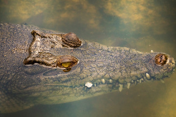 Crocodiles in the water taken close-up