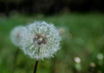Dandelion on a green background of nature. The background is smeared with a special