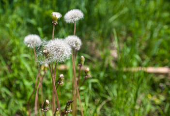 Dandelion on a green background of nature. The background is smeared with a special