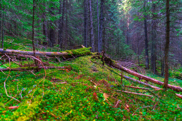 landscape in the forest