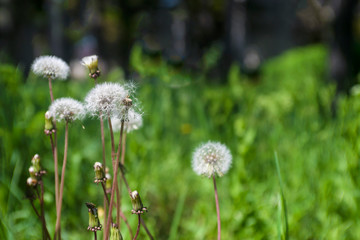 Dandelion on a green background of nature. The background is smeared with a special
