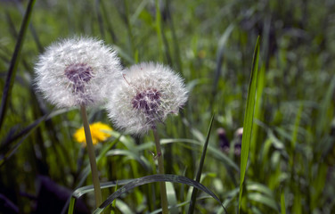 Dandelion on a green background of nature. The background is smeared with a special