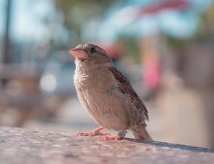 Close up of a House Sparrow perched on a table looking upwards