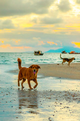 Dogs at the sea