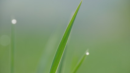 water drops on green grass