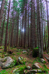 Obraz premium Wewnątrz dzikiego lasu