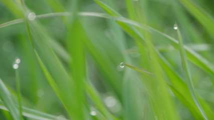 green grass with water drops