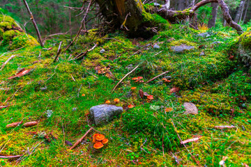 Inside of the wild forest