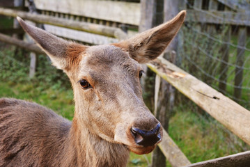 Fototapeta premium Deer in animal park