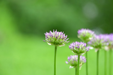 purple allium lucy ball flower blooming in spring