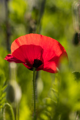 one beautiful red poppy flower blooming in the field back lit by the sun with creamy green background