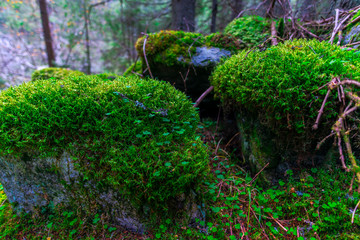 Inside the wild forest