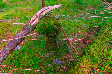 Inside the wild forest