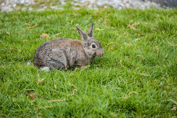 cute brown rabbit having its meal on green grass field under the shade