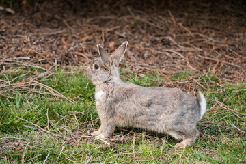 cute grey rabbit resting cautiously on green grass field under the shade