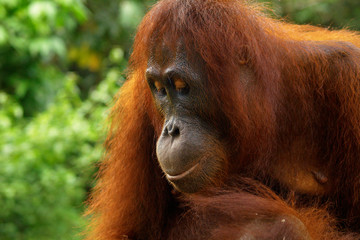 close up of orangutan in the rainforest of borneo	
