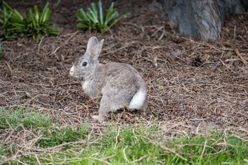 Naklejka na ściany i meble cute grey rabbit with white cotton tail digging a hole on grass field in the shade