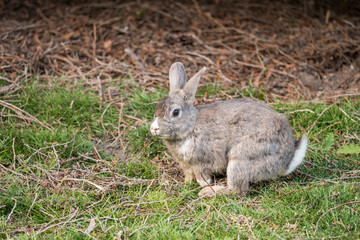 Naklejka na ściany i meble cute grey rabbit ready to dig a hole on grass field in the shade