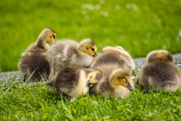 a flock of adorable goslings cuddling together on green grass field in the morning taking a rest