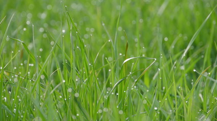 green grass with water drops