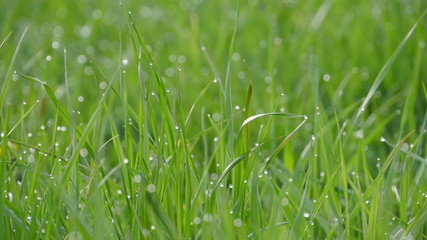 green grass with water drops