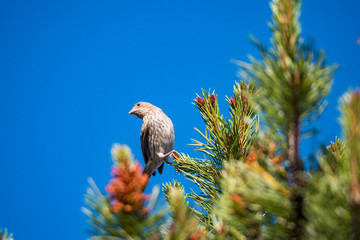 one small sparrow landed on tip of pine tree leaves under the clear blue sky